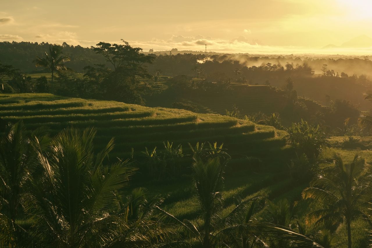 Crafting Captivating Headlines: Your awesome post title goes here Scenic view of Bali rice terraces bathed in golden sunrise light.